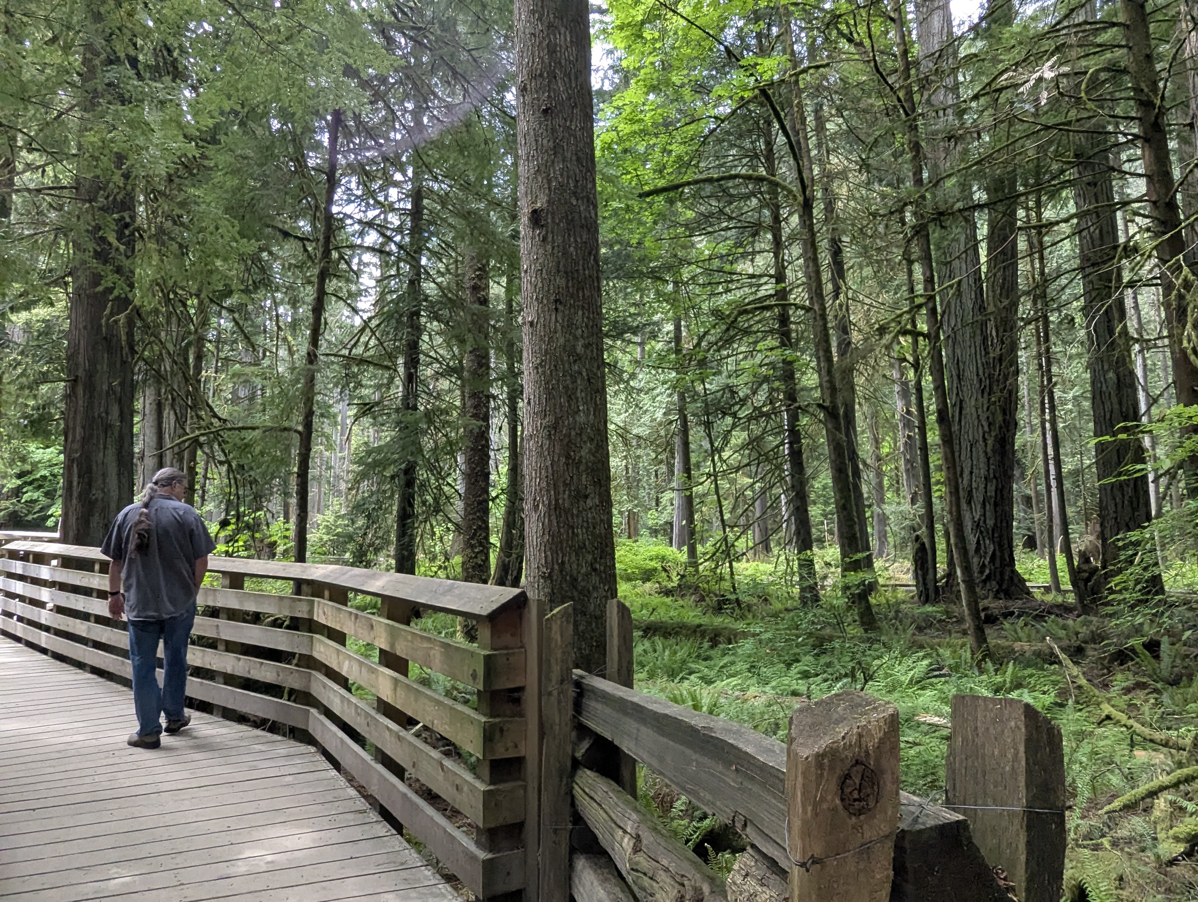 Birthday Trip to Canada, Cathedral Grove, Vancouver Island, Michael Sanders